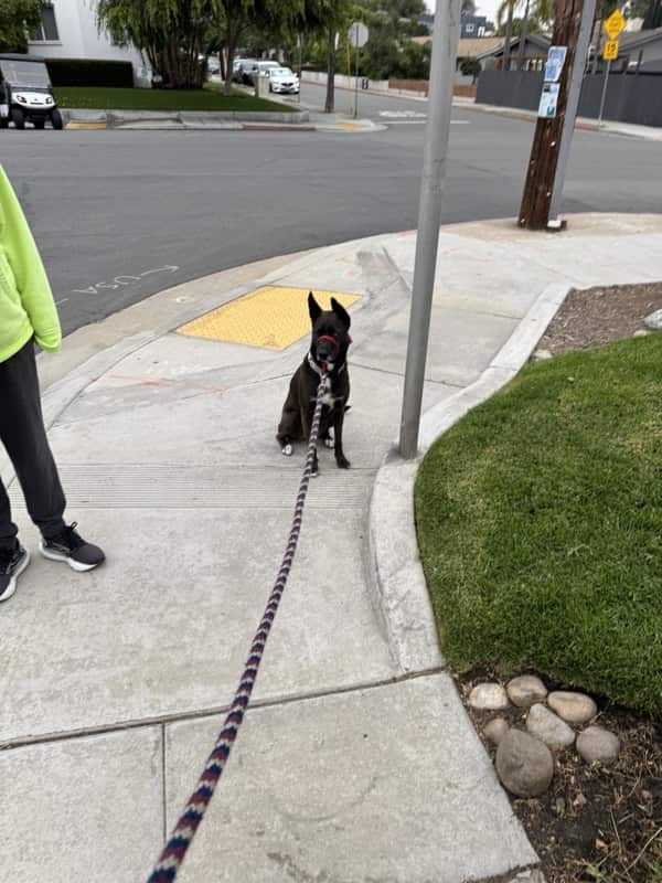 A picture of a black dog named Bowie sitting, taken on June 26 2025 at 6:32 am